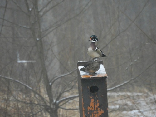 Wood Duck