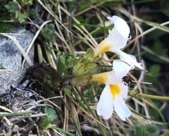 Euphrasia petriei