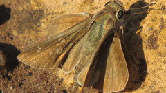 Torbenlarsenia gemella