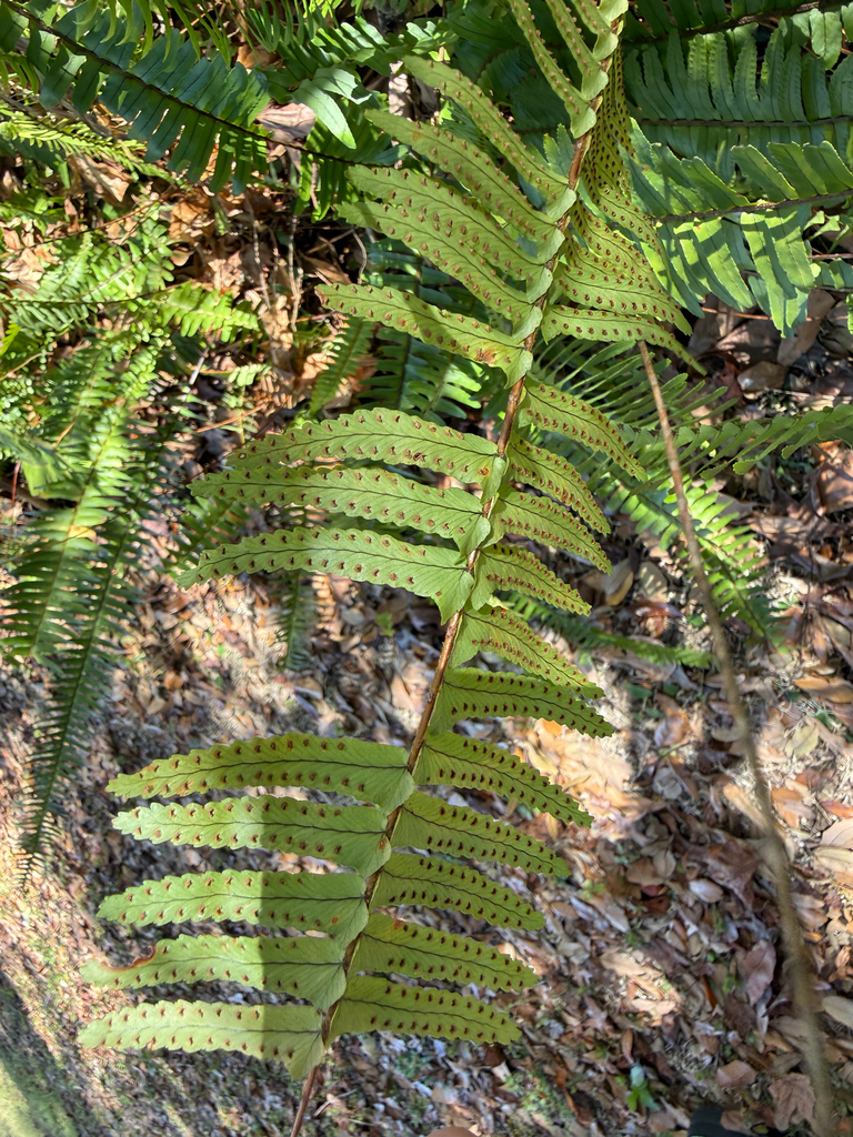 Fern Riffle sword ferns from Jaudon Rd, Dover, FL, US on March 3, 2026 at 02:36 PM ...