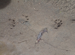 Lontra longicaudis