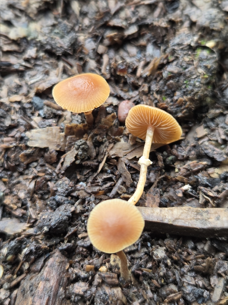 Pholiotina rugosa · March 2026 · photo: © mandymushii (iNaturalist, cc-by)