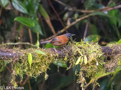 Sooty-Headed Wren photo 1