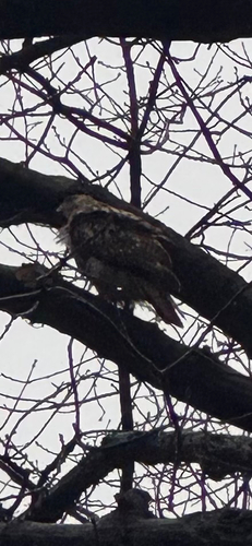 Red-tailed Hawk