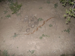Phimophis vittatus