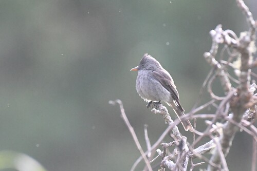 Dark Pewee (Contopus lugubris)