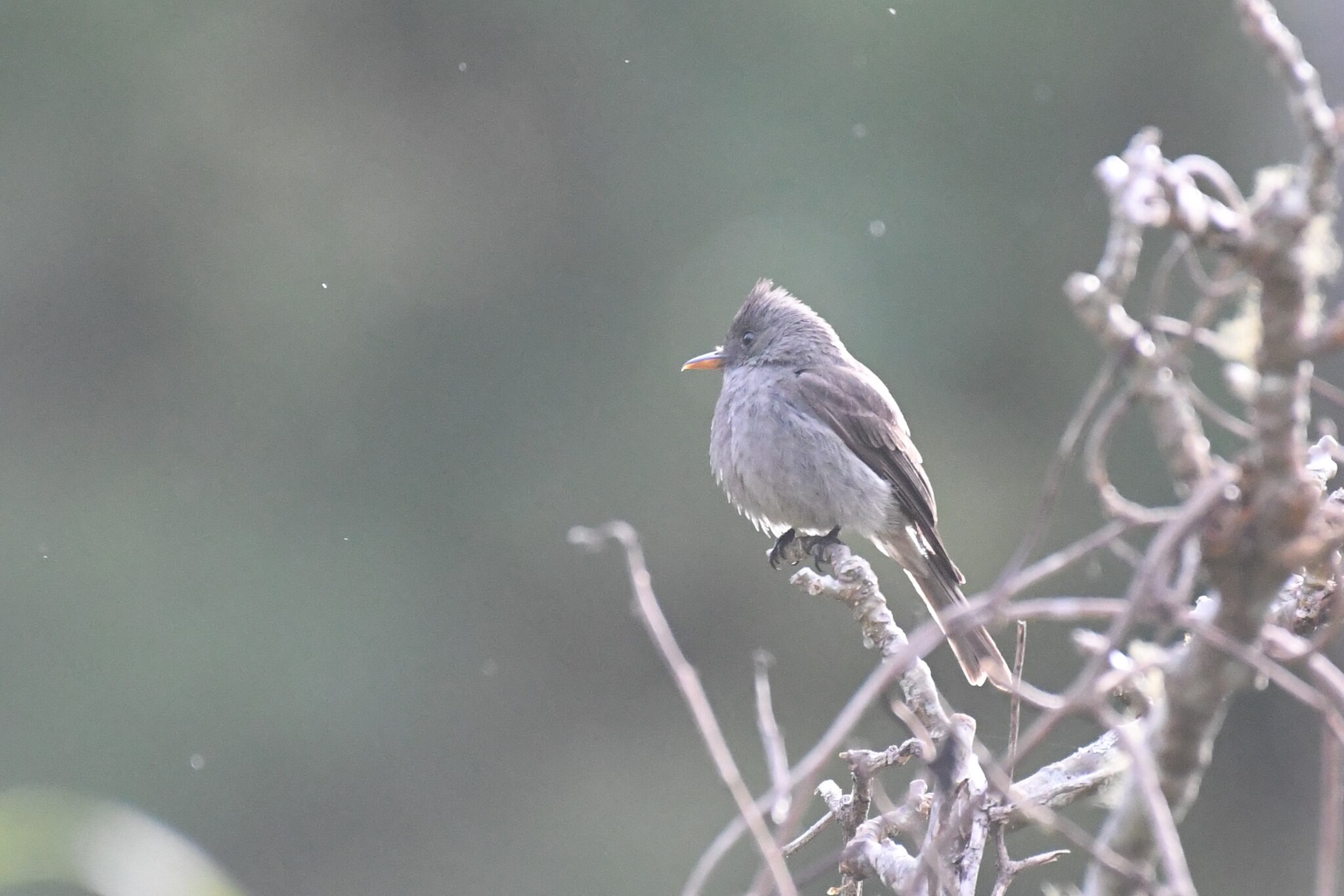 Dark Pewee (Contopus lugubris), photo 1
