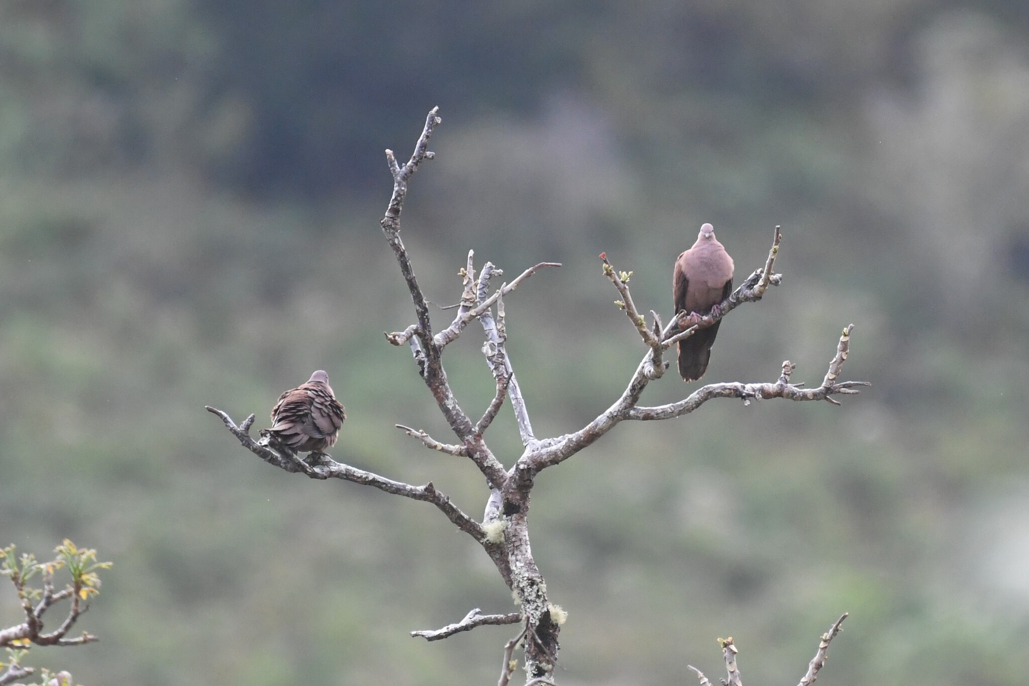Ruddy Pigeon (Patagioenas subvinacea), photo 4