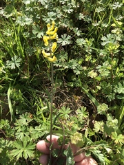 Corydalis halei