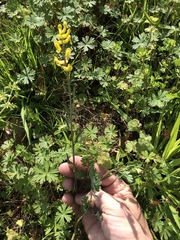 Corydalis halei
