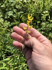 Corydalis halei
