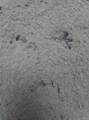 Lontra longicaudis