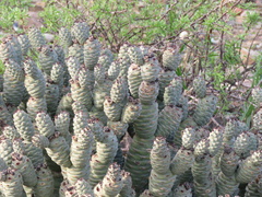 Tephrocactus articulatus