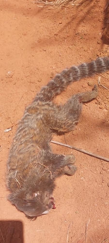 Black-tufted-ear Marmoset, Estrela Dalva, MG, Brasil, photo 9 of 10