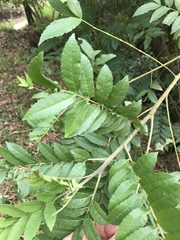 Zanthoxylum rhoifolium