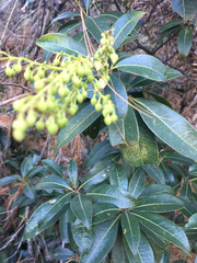 Pieris formosa