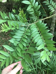 Zanthoxylum rhoifolium