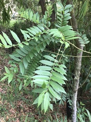 Zanthoxylum rhoifolium