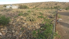 Tephrocactus articulatus