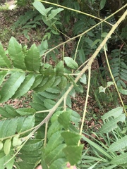 Zanthoxylum rhoifolium