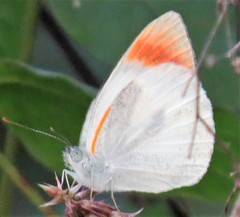 Colotis evenina