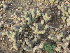 Tephrocactus articulatus