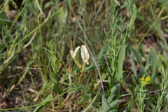 Astragalus ucrainicus