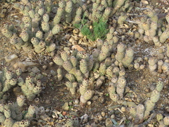 Tephrocactus articulatus