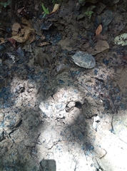 Tapirus terrestris