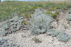 Artemisia hololeuca