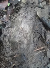 Tapirus terrestris