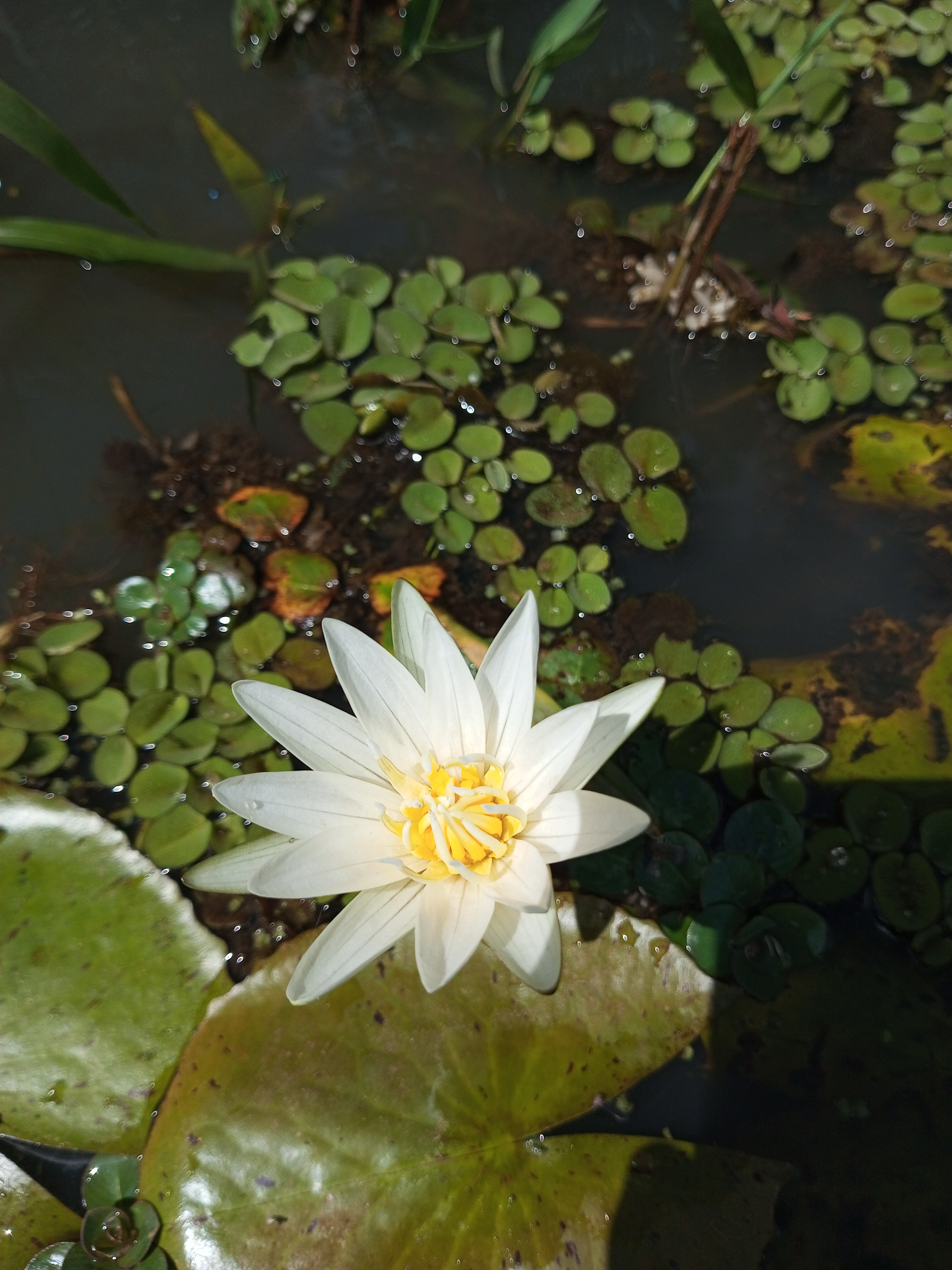 Nymphaea pulchella