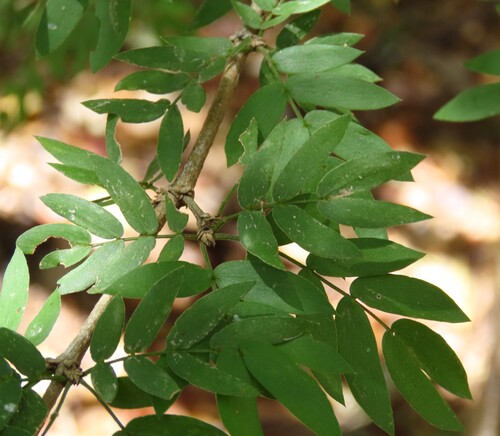 Lignum-vitae (Guaiacum sanctum)