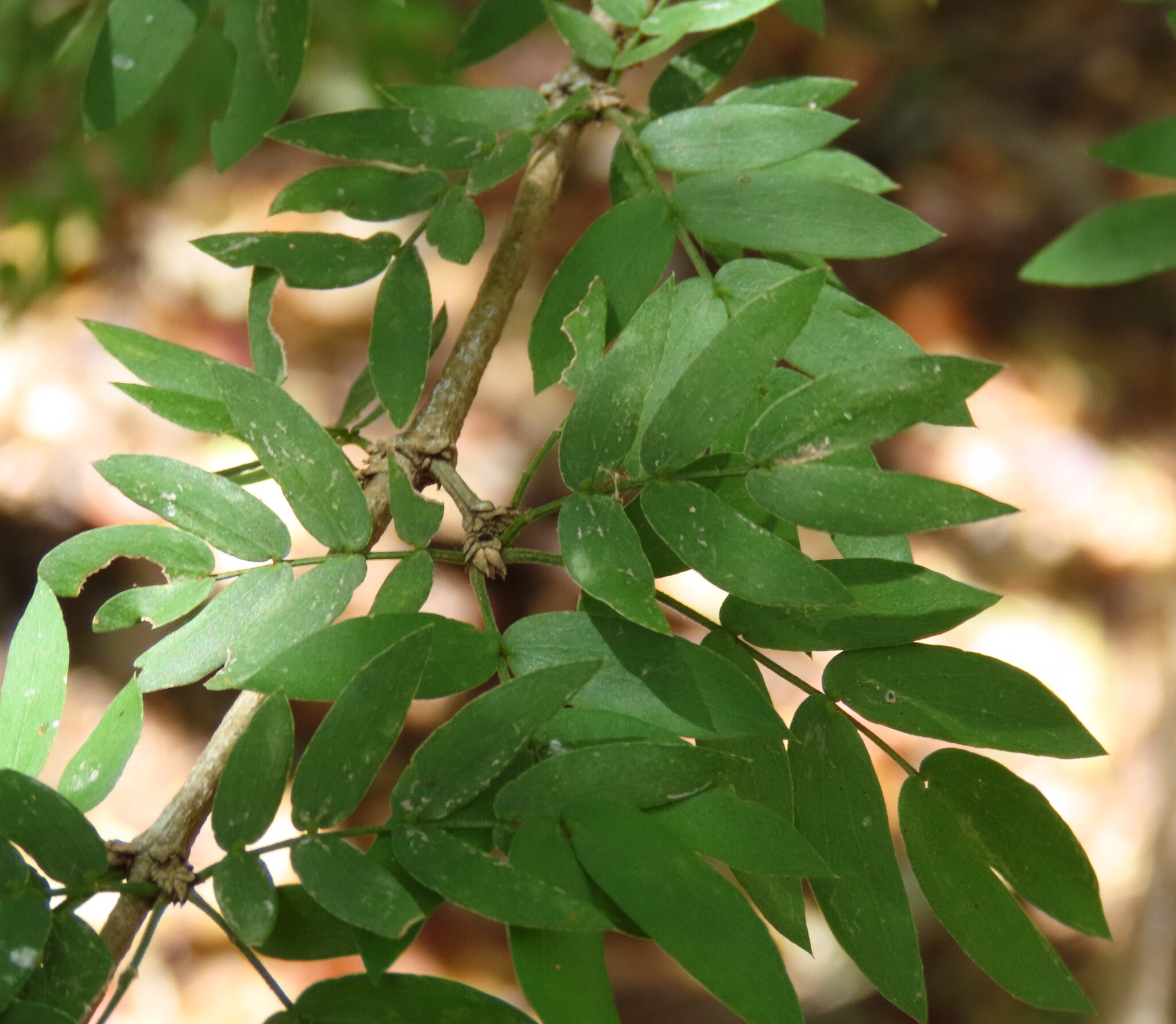 Lignum-Vitae (Guaiacum sanctum)
