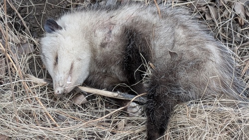 Opossum