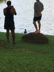 Lutrogale perspicillata