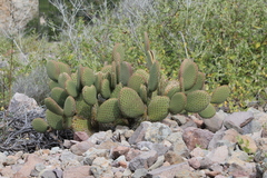 Opuntia comonduensis