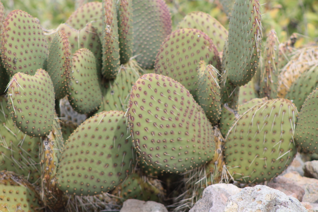 comondu cactus