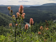 Castilleja miniata fulva