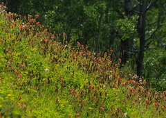 Castilleja miniata fulva