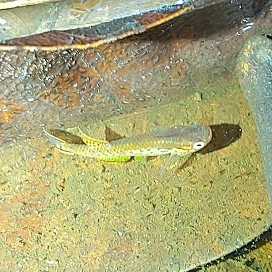 Cape Lopez lyretail (Aphyosemion australe) — Nothobranchiidae