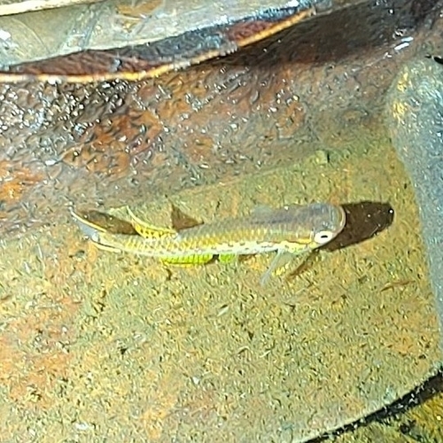 Cape Lopez lyretail (Aphyosemion australe) — Nothobranchiidae