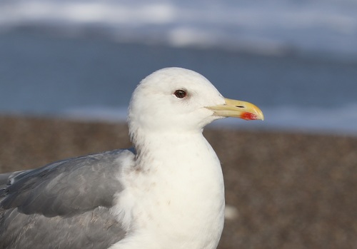 Mongolian Gull (Larus mongolicus), photo 7