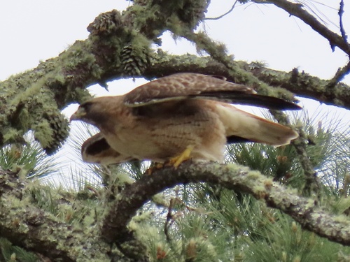 Red-tailed Hawk