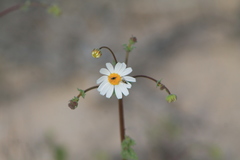 Perityle crassifolia robusta