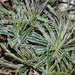Ficinia truncata - Photo (c) Sally Adam, algunos derechos reservados (CC BY-NC), uploaded by Sally Adam