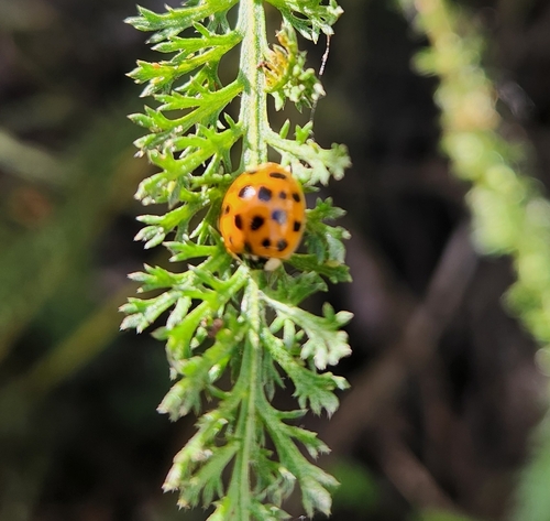 Asian Lady Beetle
