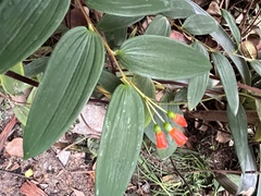 Bomarea distichifolia, photograph (c) Francisco Sánchez Karste, some rights reserved (CC BY)