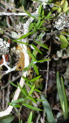 Asparagus volubilis