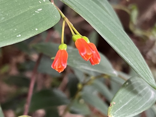 Bomarea distichifolia, photograph 5